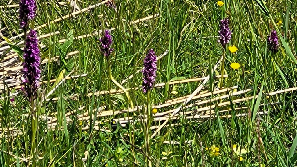 Ouddorp kent een mooie afwisseling van natuur- en cultuurlandschap